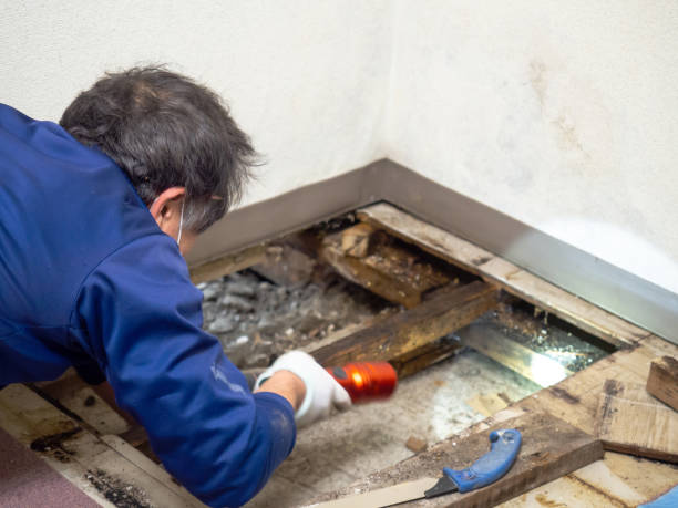 Trusted Pinole, CA Mold Removal Experts