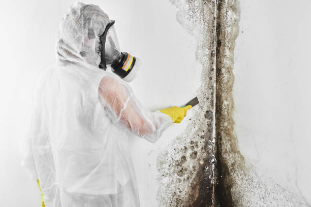 Best Residential Mold Removal  in Pinole, CA