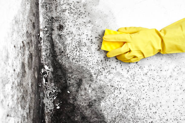 Best Toxic Mold Removal  in Pinole, CA