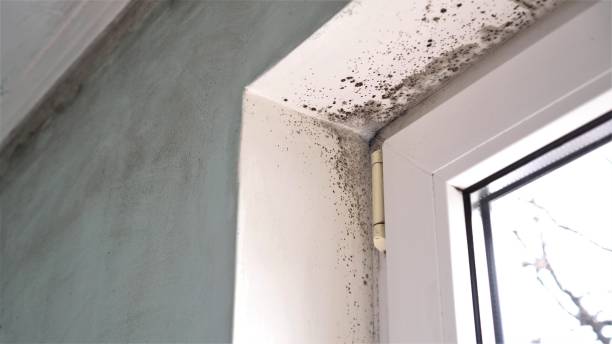 Best Certified Mold Removal  in Pinole, CA