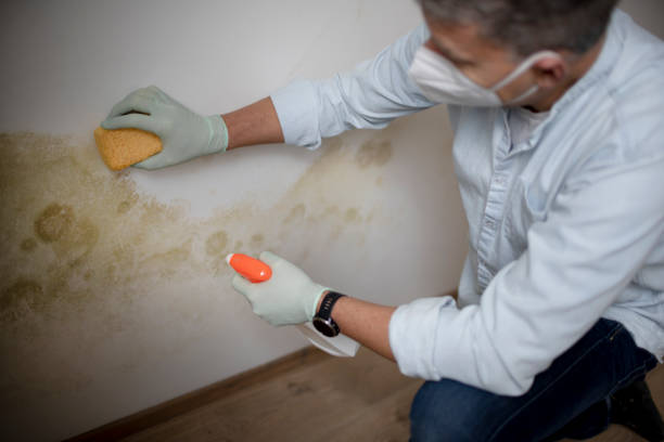 Best Mold Removal Company Near Me  in Pinole, CA