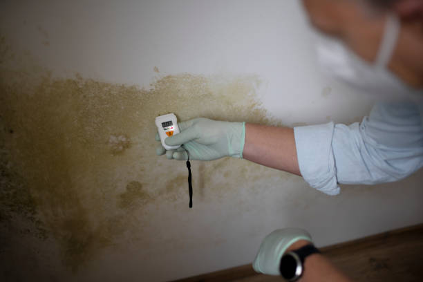 Best Office Mold Removal Services  in Pinole, CA