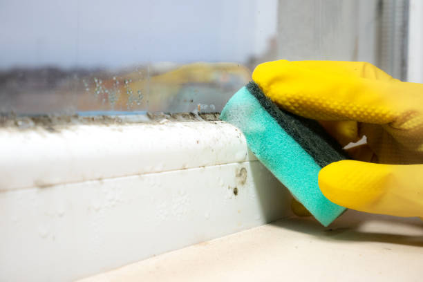 Best Same-Day Mold Removal  in Pinole, CA