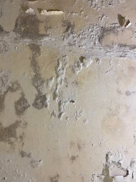 Attic Mold Removal in Pinole, CA