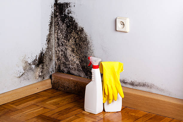 Best Toxic Mold Removal  in Pinole, CA