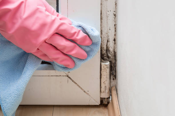 Best Mold Inspection  in Pinole, CA